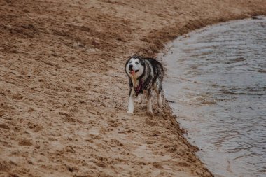 Köpek okyanus kıyısında yürüyor. Husky kumda koşar. Gri renkli tüylü bir köpek göletin yanında.