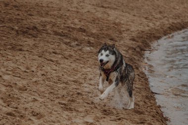 Köpek okyanus kıyısında yürüyor. Husky kumda koşar. Gri renkli tüylü bir köpek göletin yanında.