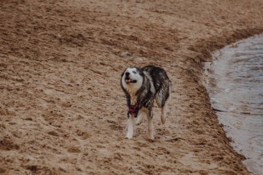 Köpek okyanus kıyısında yürüyor. Husky kumda koşar. Gri renkli tüylü bir köpek göletin yanında.