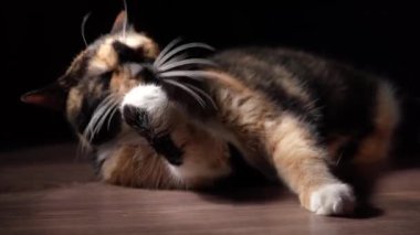 Güzel bir yavru kedi, yumuşak bir ışık parıltısıyla kürkünü yalarken yerde dinlenir. Sakin sahne kedilerin sakin ve bağımsız doğasını vurguluyor, evcil hayvan ve ev temaları için mükemmel.
