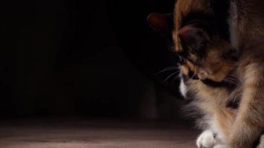 Bir kedinin yere uzanmış, tüylerini hafifçe doğal ışıkla fırçalarken sakin bir görüntüsü. Bu huzurlu sahne kedi bakım alışkanlıklarını ve içerikli bir kedinin tasasız güzelliğini gözler önüne seriyor.