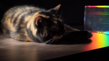 Bir kedi ahşap bir zeminde uzanır, yumuşak güneş ışığı altında kürkünü yavaşça yalarken, bir gökkuşağının arka planında. Tasasız sahne, evcil bir kedinin sakin güzelliğini yansıtıyor. Evcil hayvan bakımı için mükemmel.