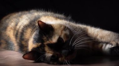 Rahat bir kedinin yakın plan çekimi. Huzurlu bir şekilde kendini tımar ediyor, sıcak güneş ışığında banyo yapıyor. Sakin bir an kedilerin doğal güzelliğini ve sakinliğini yansıtır. Samimi evcil hayvan temaları için mükemmel