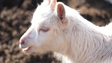 Çiftliği keşfeden yavru bir keçi, güneş ışığıyla beyaz kürküne sıcak bir parıltı saçıyor. Kırsal yaşamın sakin sahnesi tarım, tarım veya vahşi yaşamla ilgili içerik için mükemmeldir.