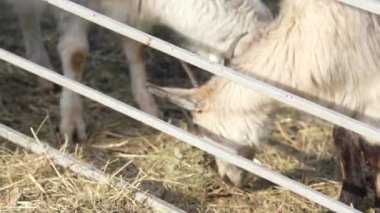 Neşeli bir beyaz keçi çocuk, güneşli bir çiftlik avlusunda yürüyor, dünyevi tonlarla çevrili. Barışçıl kırsal alan doğa ve tarımla ilgili medya projeleri için mükemmel.