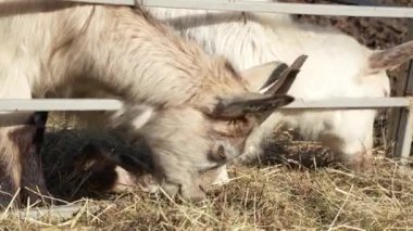 Genç bir beyaz keçi kırsal bir çiftlikteki çevreyi keşfediyor. Doğal güneş ışığı, toprağın içinde huzur içinde otlayan hayvanın kürkünü aydınlatır. Çiftlik ve vahşi hayvanlar için ideal.