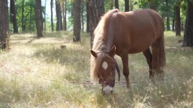 Kahverengi koşumlu bir atın ağaçların arasından süzülen sıcak gün ışığıyla aydınlatılan dolambaçlı bir patika boyunca otladığı sakin bir orman sahnesi.