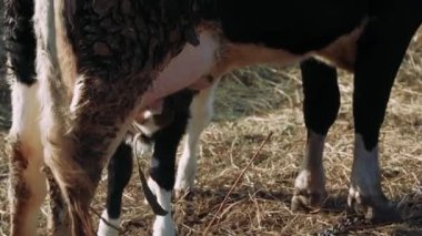Çiftlikten alınmış bu dokunaklı video, bir ineğin ahşap bir çitin yanında yavrusuna sevgiyle baktığını gösteriyor. Yerdeki çamur ve saman köy yaşamının otantik atmosferini güçlendirir.
