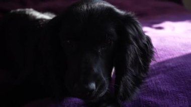 Pofuduk mor bir yüzey üzerinde, anlamlı gözleri olan siyah bir köpek yatıyor. Güneş ışığı pürüzsüz kürkünü vurgular, konfor ve sükunet yaratır.