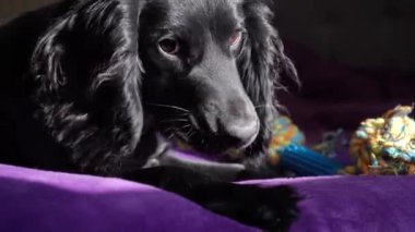 Güneş ışığı köpeklerin parlak kürklerini nazikçe aydınlatarak sıcak ve huzurlu bir atmosfer yaratıyor. Arka planda yumuşak bir oyuncak cazibe katar. Siyah bir köpeğin parlak mor bir battaniyeye uzanmış görüntüsü.