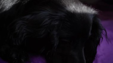 Pofuduk mor bir yüzey üzerinde, anlamlı gözleri olan siyah bir köpek yatıyor. Güneş ışığı pürüzsüz kürkünü vurgular, konfor ve sükunet yaratır.