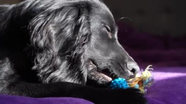 Canlı mor bir battaniyenin üzerinde dinlenen siyah bir köpeğin yakın çekimi. Güneş ışığı köpeklerin parlak kürklerini nazikçe aydınlatarak sıcak ve huzurlu bir atmosfer yaratır. Arka plandaki yumuşak oyuncak cazibe katıyor