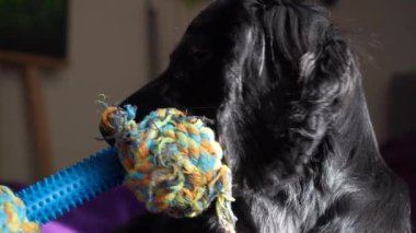 Canlı mor bir battaniyenin üzerinde dinlenen siyah bir köpeğin yakın çekimi. Güneş ışığı köpeklerin parlak kürklerini nazikçe aydınlatarak sıcak ve huzurlu bir atmosfer yaratır. Arka plandaki yumuşak oyuncak cazibe katıyor
