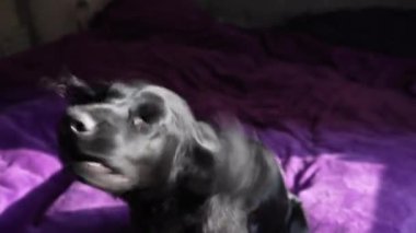 Canlı mor bir battaniyenin üzerinde dinlenen siyah bir köpeğin yakın çekimi. Güneş ışığı köpeklerin parlak kürklerini nazikçe aydınlatarak sıcak ve huzurlu bir atmosfer yaratır. Arka plandaki yumuşak oyuncak cazibe katıyor