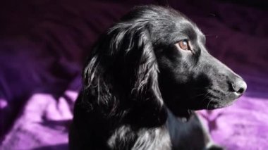Güneş ışığı köpeklerin parlak kürklerini nazikçe aydınlatarak sıcak ve huzurlu bir atmosfer yaratıyor. Arka planda yumuşak bir oyuncak cazibe katar. Siyah bir köpeğin parlak mor bir battaniyeye uzanmış görüntüsü.