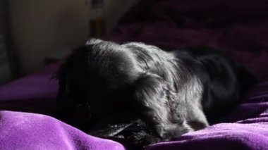 Pofuduk mor bir yüzey üzerinde, anlamlı gözleri olan siyah bir köpek yatıyor. Güneş ışığı pürüzsüz kürkünü vurgular, konfor ve sükunet yaratır.