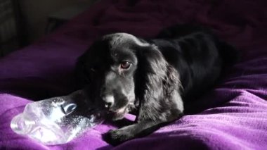 Güneş ışığı köpeklerin parlak kürklerini nazikçe aydınlatarak sıcak ve huzurlu bir atmosfer yaratıyor. Arka planda yumuşak bir oyuncak cazibe katar. Siyah bir köpeğin parlak mor bir battaniyeye uzanmış görüntüsü.