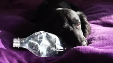 Güneş ışığı köpeklerin parlak kürklerini nazikçe aydınlatarak sıcak ve huzurlu bir atmosfer yaratıyor. Arka planda yumuşak bir oyuncak cazibe katar. Siyah bir köpeğin parlak mor bir battaniyeye uzanmış görüntüsü.