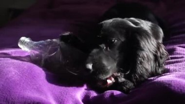 Siyah bir köpek, yumuşak mor bir battaniyenin üzerinde huzur içinde yatıyor, kürkü güneşte parlıyor. Plastik bir şişeyi hayvanın ağzındaki bir oyuncak gibi.