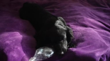 Siyah bir köpek, yumuşak mor bir battaniyenin üzerinde huzur içinde yatıyor, kürkü güneşte parlıyor. Plastik bir şişeyi hayvanın ağzındaki bir oyuncak gibi.