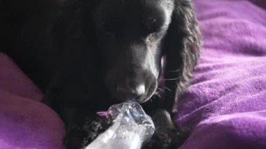 Bir spanyel köpek plastik bir şişe kemirir. Pofuduk mor bir yüzey üzerinde, anlamlı gözleri olan siyah bir köpek yatıyor. Güneş ışığı kürkünün pürüzsüz olduğunu vurgular, rahatlık ve huzur yaratır.