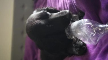 Bir spanyel köpek plastik bir şişe kemirir. Pofuduk mor bir yüzey üzerinde, anlamlı gözleri olan siyah bir köpek yatıyor. Güneş ışığı kürkünün pürüzsüz olduğunu vurgular, rahatlık ve huzur yaratır.