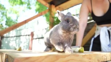 Uzun tüylü kulakları olan gri bir tavşan güneşli bir ahşap masada koşar. Parlak gün ışığıyla aydınlatılmış yumuşak gri bir tavşan yiyecek arıyor.