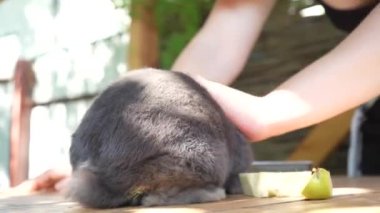 Canlı gri bir tavşan güneşin aydınlattığı ahşap bir masada koşar. Tavşanın yanındaki masada elma parçaları var, o da yiyor.