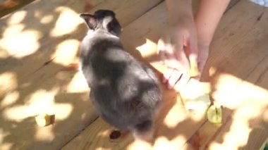 Canlı gri bir tavşan güneşin aydınlattığı ahşap bir masada koşar. Tavşanın yanındaki masada elma parçaları var, o da yiyor.