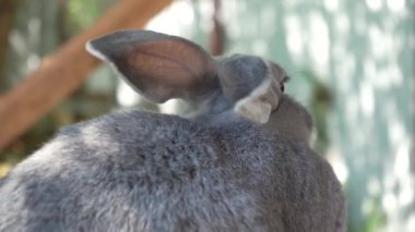 Oyuncu gri bir tavşan ahşap bir masada koşar, uzun kulakları parlak gün ışığını yakalar. Örülmüş ahşap çitler, kırsal bir zemin görevi görüyor, rahat, doğal bir çiftlik ortamı yaratıyor.