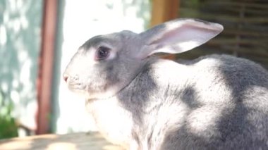 Tavşan sakin bir atmosfer ve doğa ile çevrilidir. Parlak güneş ışığı ve doğa. Ahşap bir masanın üzerinde, yetişkin, gri bir tavşan.