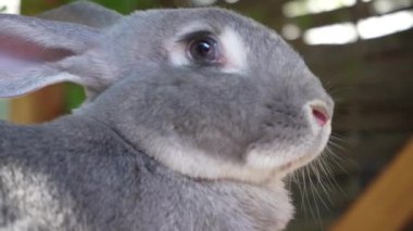 Tavşan sakin bir atmosfer ve doğa ile çevrilidir. Parlak güneş ışığı ve doğa. Ahşap bir masanın üzerinde, yetişkin, gri bir tavşan.