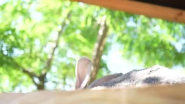 Ahşap bir masanın üzerinde, yetişkin gri bir tavşan. Tavşan sakin bir atmosfer ve doğa ile çevrilidir. Parlak güneş ışığı ve doğa