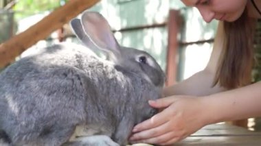 Gri bir tavşan ahşap bir masada koşar, insanlar hayvanlara elleriyle dokunur. Doğanın sessiz atmosferi ve zıt güneş ışığıyla çevrili bir kadın ve bir tavşan.