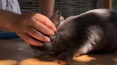 Gri bir tavşan ahşap bir masada dinlenirken, bir insan kürküne bakım aleti ile eğilimlidir. Kırsalda rahatlatıcı bir hayvan bakımı manzarası.