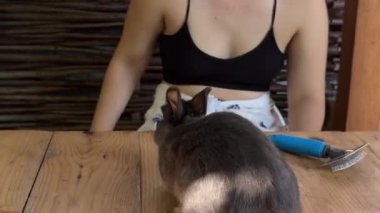 Gri tavşan, bir insan tarafından nazikçe tımar edilen ahşap bir yüzeyde, sakin bir açık alana yerleştirilir.