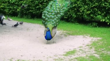 Zarif bir tavus kuşu, uzun renkli kuyruğu arkasında, bir bahçe yolu boyunca yürür. Canlı mavi ve yeşil tüyler gün ışığında parlıyor kuş yemyeşil bir arazide hareket ederken.