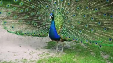 Kuş arka planda yemyeşil yemyeşil yemyeşil bir yolda zarif bir şekilde poz verir. jestic tavus kuşu gururla duruyor canlı tüyleri tamamen yayılmış, göz kamaştırıcı mavi ve yeşil göz kapakları sergiliyor.