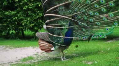 Görkemli bir tavus kuşu canlı tüyleriyle gururla duruyor, göz kamaştırıcı mavi ve yeşil göz kapakları sergiliyor. Kuş, arka planda yemyeşil yemyeşil bir zeminde zarif bir şekilde poz verir.