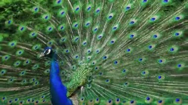 Görkemli bir tavus kuşu canlı tüyleriyle gururla duruyor, göz kamaştırıcı mavi ve yeşil göz kapakları sergiliyor. Kuş, arka planda yemyeşil yemyeşil bir zeminde zarif bir şekilde poz verir.