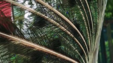 Tavus kuşu bir bahçede zarifçe yürür, kuyruk tüyleri çimenler boyunca uzanır. Tüylerinin canlı yeşillikleri ve mavisi parlak, yemyeşil arka plana karşı güzel bir kontrastlık yaratır.