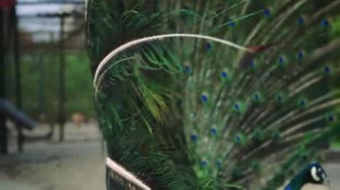 Tavus kuşu bir bahçede zarifçe yürür, kuyruk tüyleri çimenler boyunca uzanır. Tüylerinin canlı yeşillikleri ve mavisi parlak, yemyeşil arka plana karşı güzel bir kontrastlık yaratır.