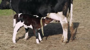 Huzurlu bir kırsal çiftlik bir inek ve yavrusunu ahşap bir çitin yanında gösteriyor. Yavruyu annesi emziriyor ve toprak ve saman toprağı kirletiyor. İneklerin boynundan bir ip sarkıyor, bu cennet gibi ipe