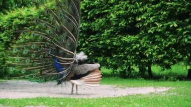Tavus kuşu, kuyruğu tamamen yanardöner renklerle nefes kesici bir şekilde yayılmış. Kuşun canlı mavi bedeni çarpıcı göz kapaklarıyla süslenmiş karmaşık yeşil tüylerle güzel bir tezat oluşturuyor.