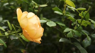 Sarı bir gülün sallanan yeşil yapraklarının resimsel bir görüntüsü. Bu barışçıl video doğanın huzurunu canlandırıyor.