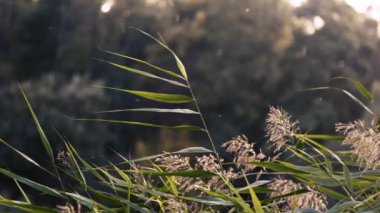 Rüzgarda sallanan uzun yeşil kamışların sakin manzarası, uzaktaki ormanlık bir arka plan. Barışçıl ve doğa temalı projeler için mükemmel.