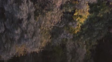 Yoğun sazlıklar ve ağaçlarla kaplı sakin ve durgun bir göl kıyısı doğal çevreyi yansıtıyor. Sakin ve sakin bir doğa sahnesi.