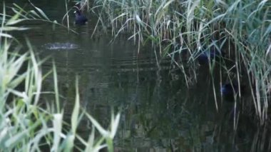 Suyun üzerinde süzülen vahşi ördeklerin sakin manzarası. Sazlıklarla kaplı canlı yeşil bir kıyı ile çevrili. Doğada huzurlu bir an.