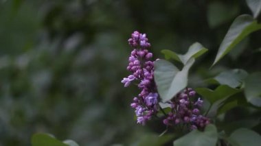 Güzel bir leylak çiçeği, canlı yeşil yapraklardan oluşan bir zemin üzerinde zarif bir şekilde açar ve sanatsal özelliklerini tüm renkleriyle sergiler. Bu video bahar güzelliğinin özünü yansıtıyor.