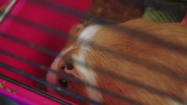 Kafesinde oturan bir kobayın yakın çekimi. Evcil hayvanlar ve sevimli hayvan anları için mükemmel.